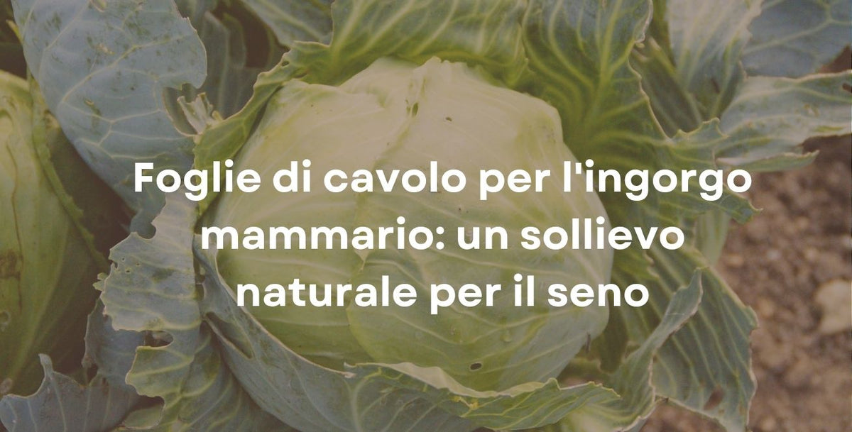 Foglie di cavolo per l'ingorgo mammario: un sollievo naturale per il seno